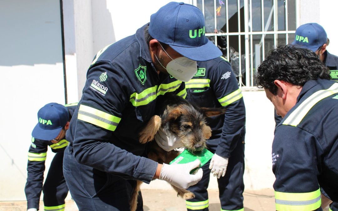 Rescata el Ayuntamiento de Mérida a cuatro perritos en Ciudad Caucel