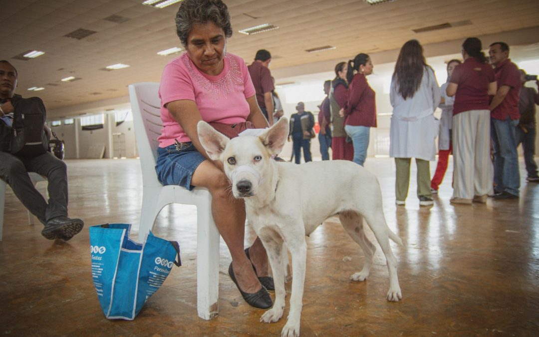 Realiza la Secretaría de Salud Jornada de esterilización, en Escárcega