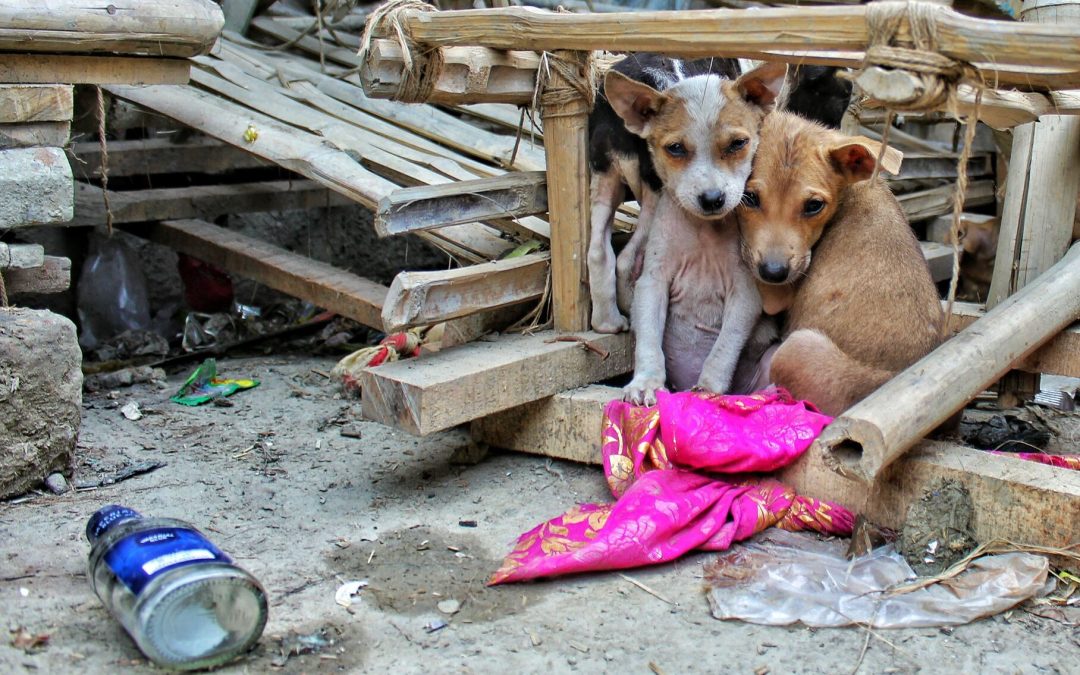 Gracias a la esterilización, la SSY previno el nacimiento de más de siete mil perros y gatos