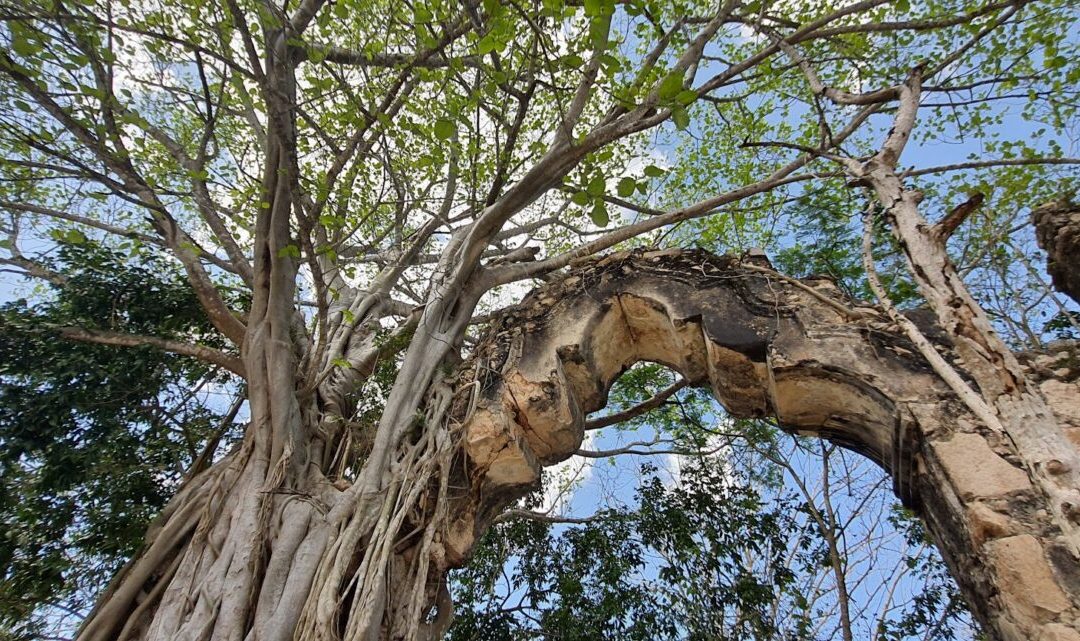 Buscan proteger la Reserva Ecológica de Cuxtal 