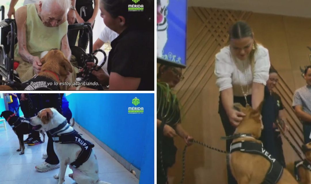 Presentan a equipo de perritos de apoyo emocional en Mérida
