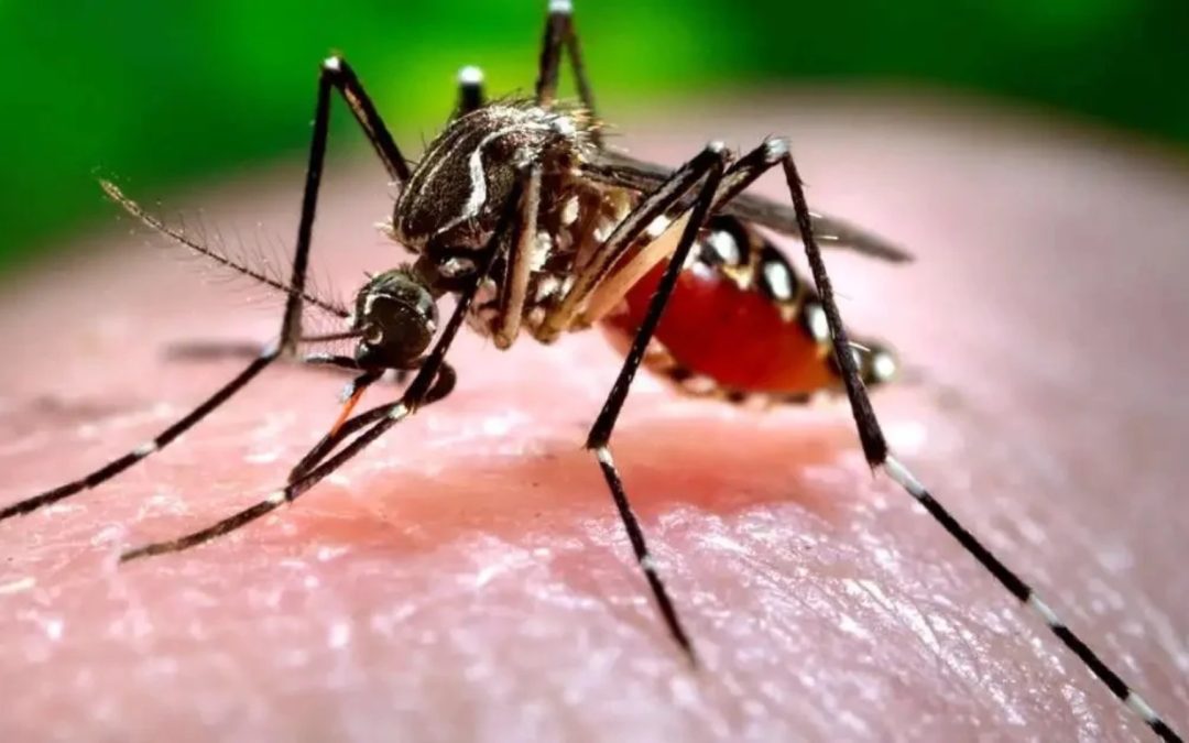 Registran una muerte por dengue y un caso confirmado de Sarampión