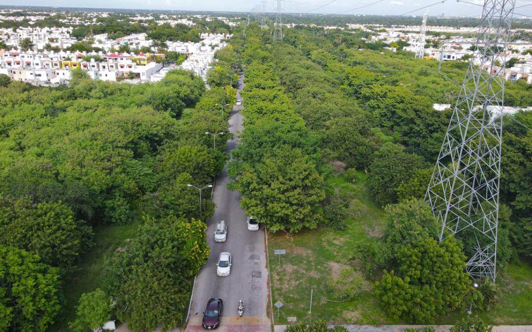 Instalarán nidos artificiales en los corredores verdes de Mérida