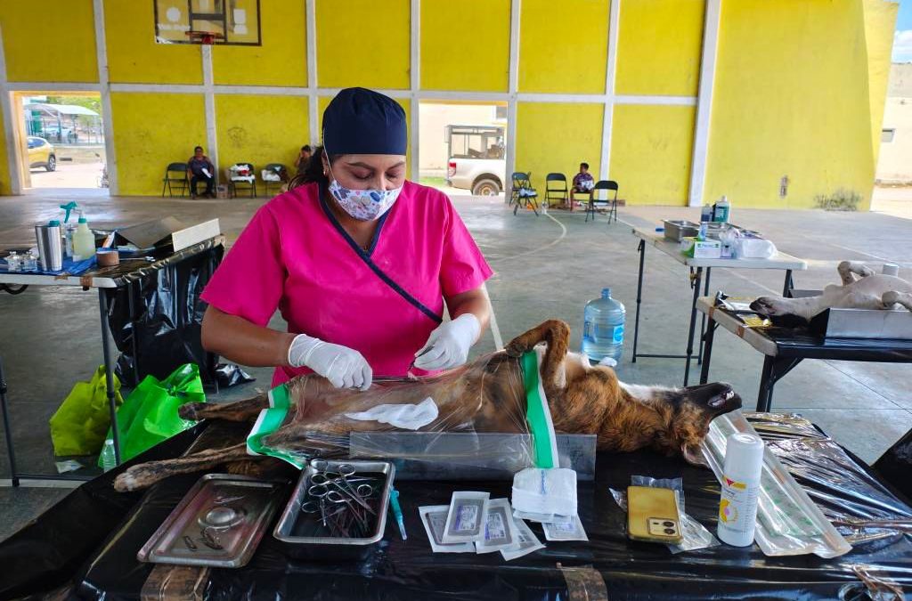 Más de 1,500 esterilizaciones gratuitas fortalecen la salud pública y el bienestar animal en Yucatán 