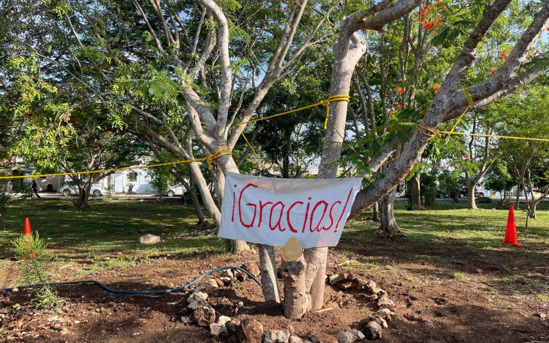 Ayuntamiento de Mérida y vecinos de Pinos del Norte se unen para salvar un flamboyán