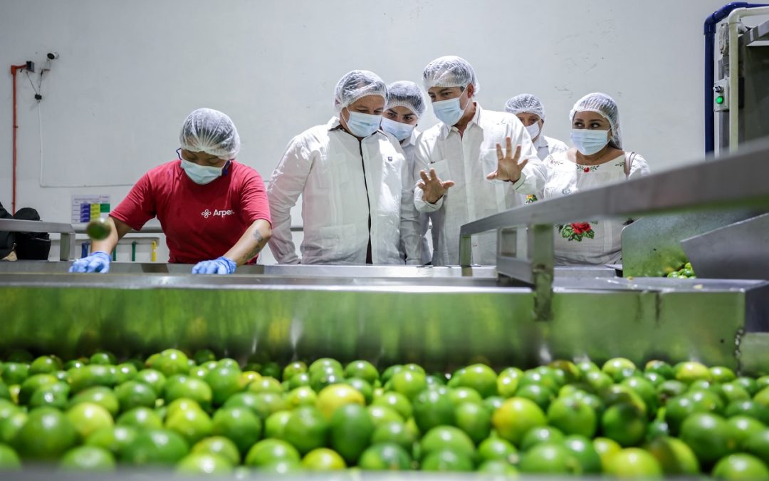 Reafirma Yucatán su liderazgo nacional en la producción de Limón Persa