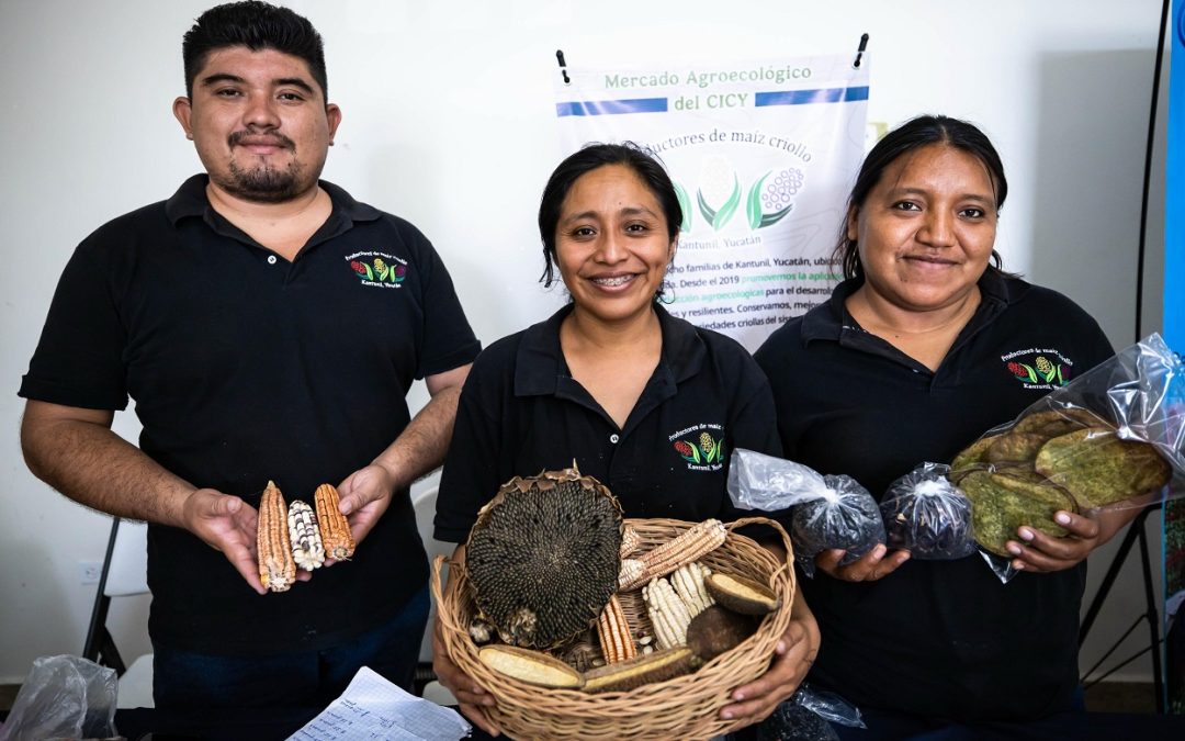 Promueven en Kantunil la milpa maya como herencia viva