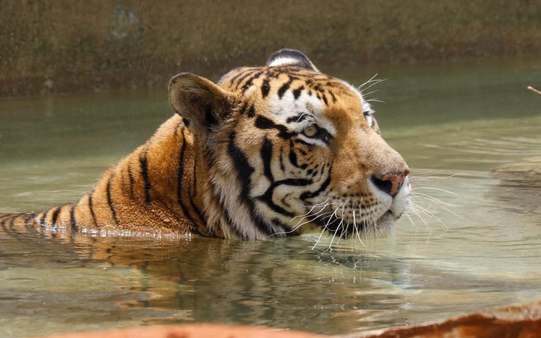 Disfruta Tigre de nuevo espacio en Animaya