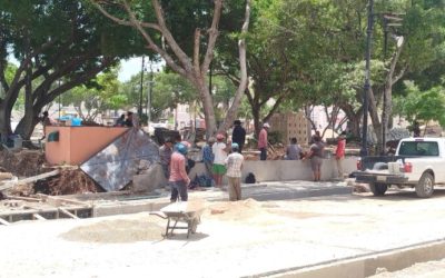 Iniciará en agosto el retiro de palmeras y árboles enfermos en Mérida 