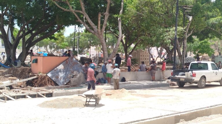 Iniciará en agosto el retiro de palmeras y árboles enfermos en Mérida 