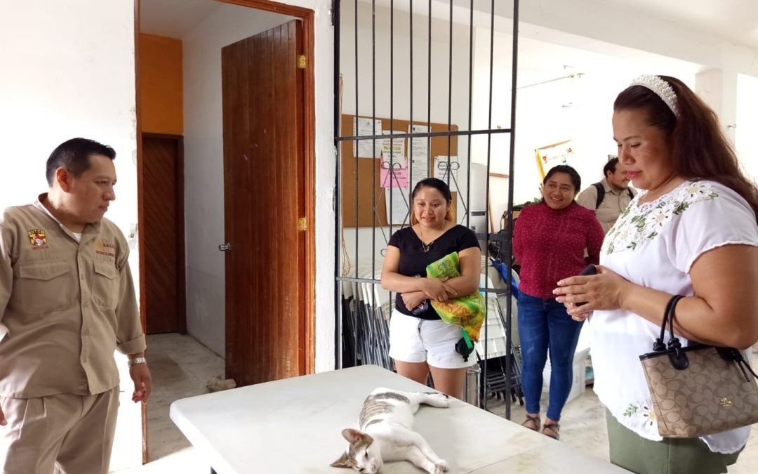 Realizan campaña de esterilización canina y felina, en Xpujil, Campeche.