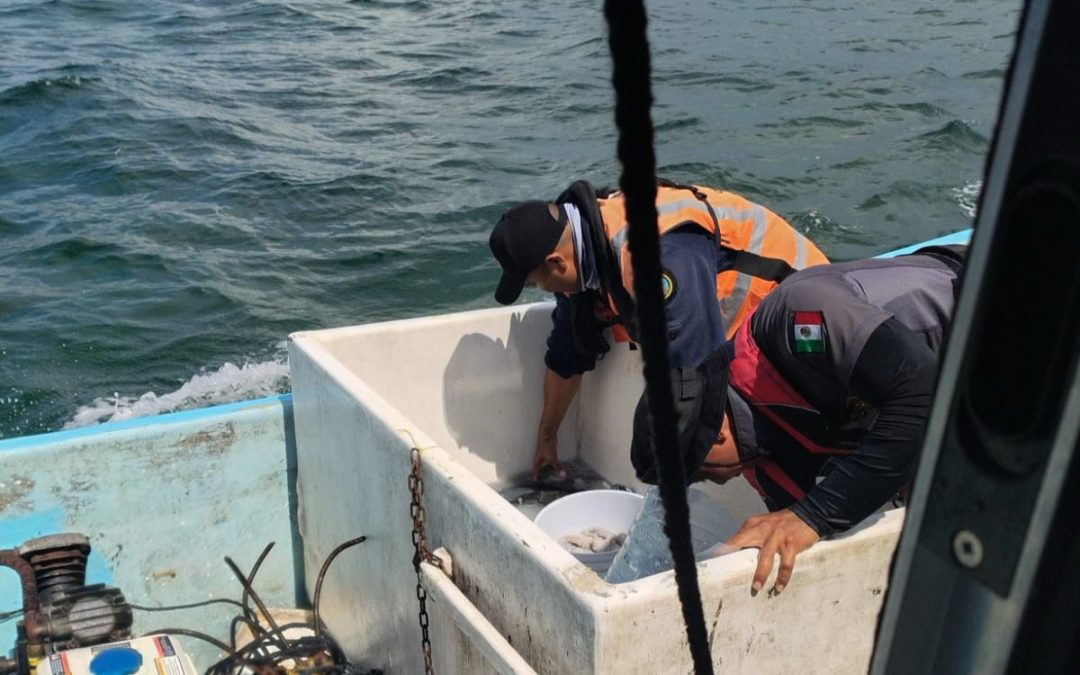 Tres detenidos por captura de pulpo