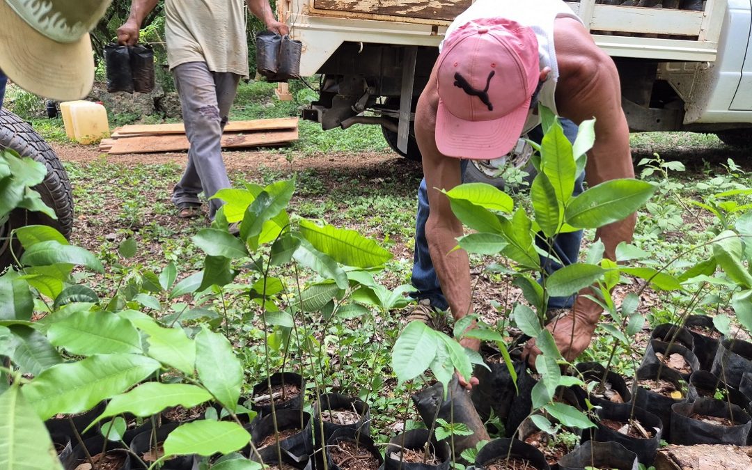 Lleva Renacimiento Verde árboles nativos a ranchos ganaderos del sur