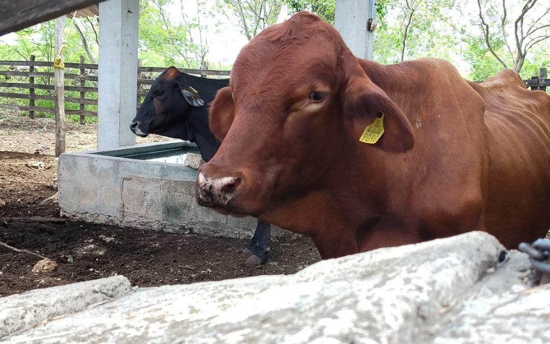 Atienden 20 nuevos casos de gusano barrenador en Yucatán 