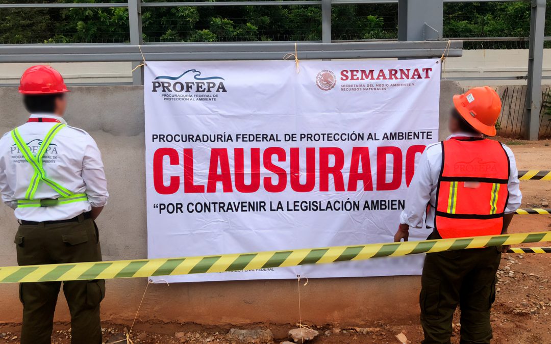 Clausura PROFEPA desmonte ilegal en más de 2,600 hectáreas de selva, en la Península de Yucatán.