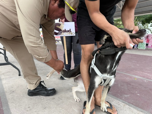 Continúa vacunación antirrábica canina y felina en todo Campeche