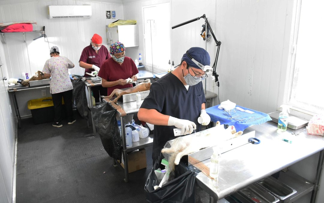 Inicia en Hoctún la Jornada de Esterilización y Vacunación Antirrábica