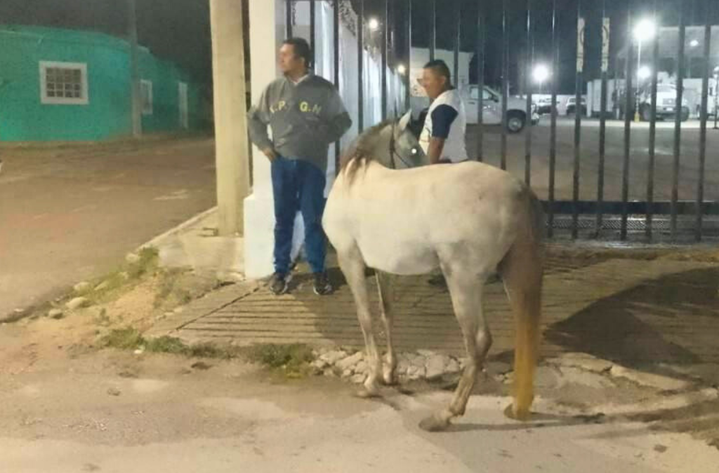 Reportan caballo suelto en calles de Tizimín