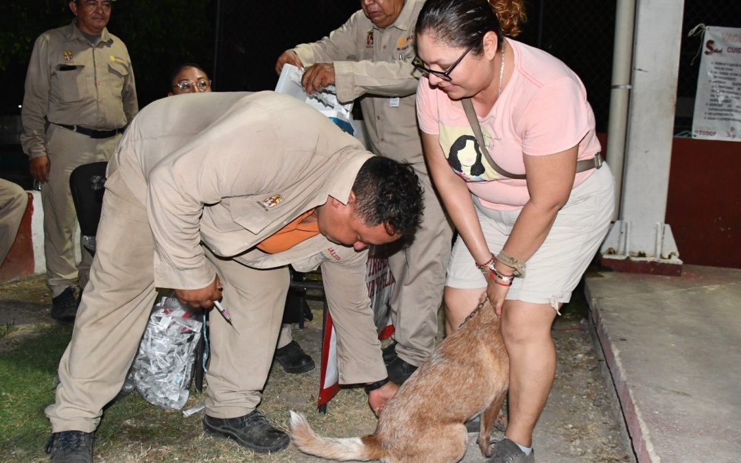 Protegidos 60 mil 611 perros y gatos contra la rabia, en los 13 municipios de Campeche