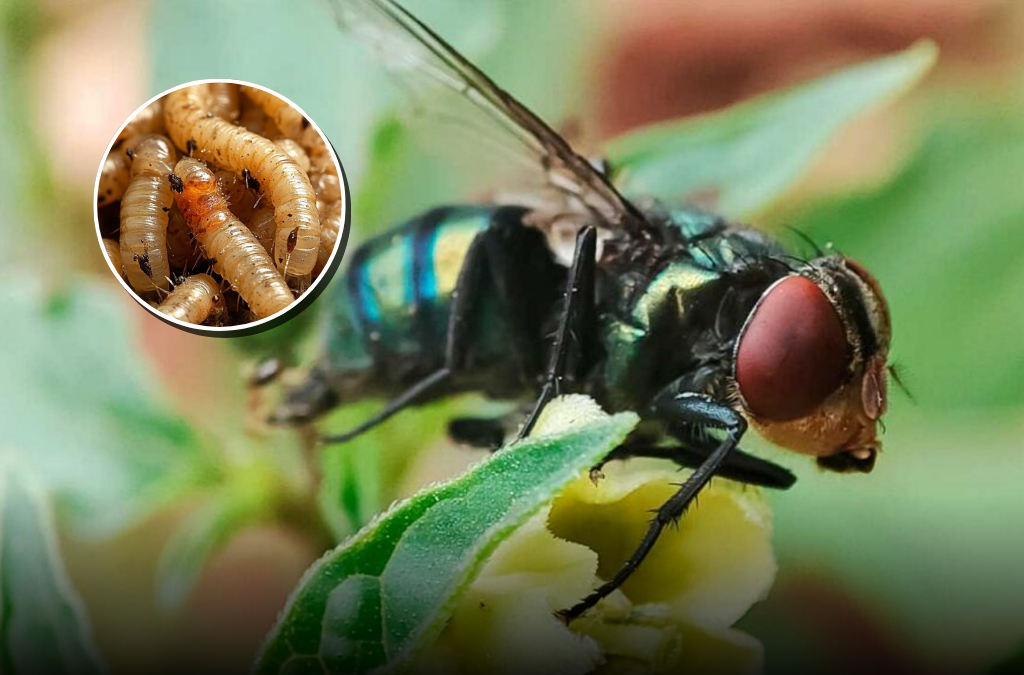 Podría México recuperar mosca estéril para combatir el gusano barrenador en 2026