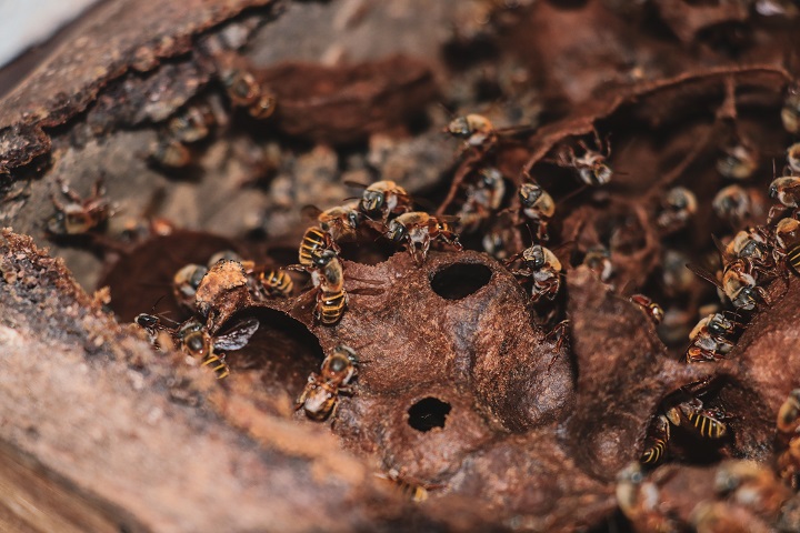 Reafirma Gobierno del Estado compromiso con la apicultura yucateca