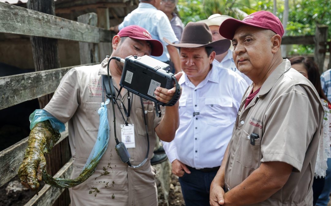 Fortalece Yucatán su ganadería con apoyo técnico y genética de alto nivel