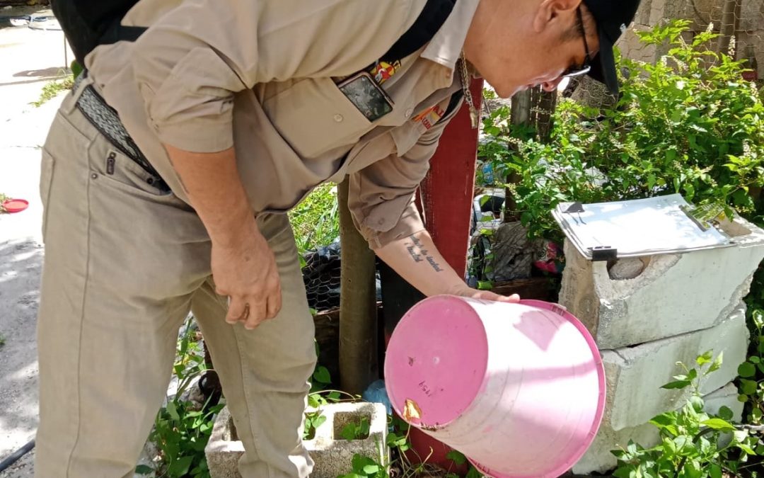Eliminan criaderos de mosquitos en los 13 municipios de Campeche, con control larvario