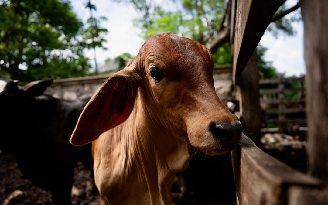 Acciones permanentes en Yucatán contra el gusano barrenador