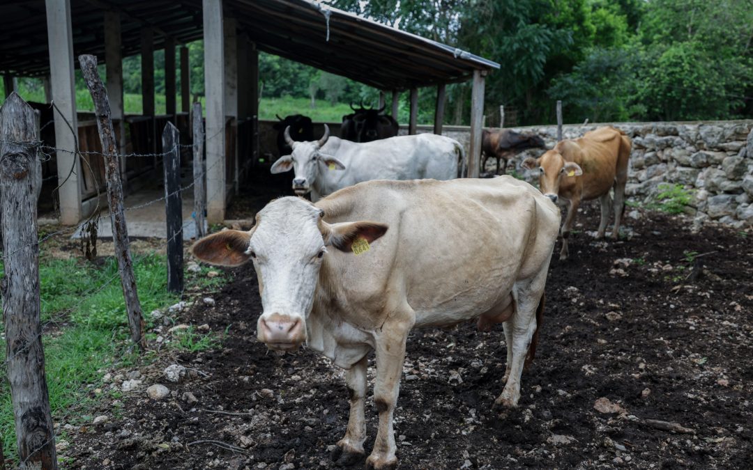 Refuerza Yucatán acciones para control del gusano barrenador