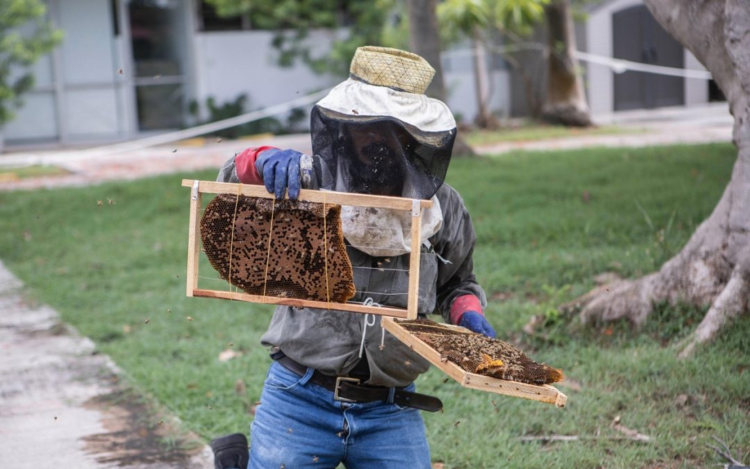 Impulsa el Renacimiento Maya la investigación e innovación