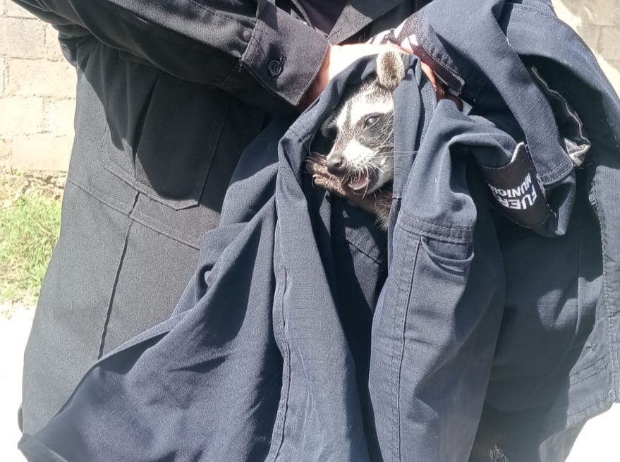 Un mapache alborotó un vecindario de Tizimín