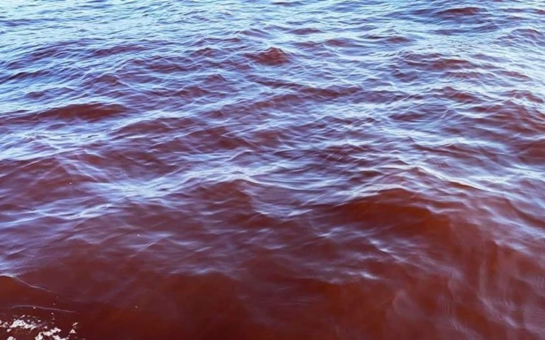 Cambio climático y contaminación abonan a la creación de la marea roja