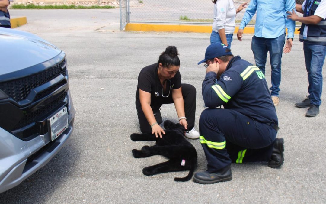 Refuerza Mérida protocolos de protección animal para temporada de huracanes