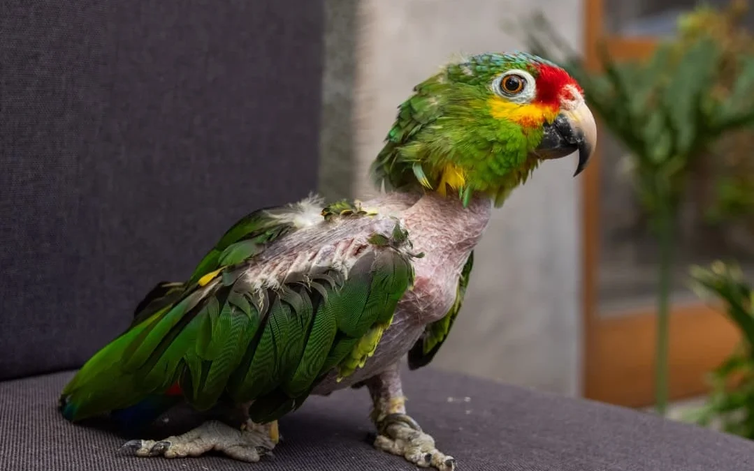 Invitan a las escuelas a concientizar sobre la conservación de loros