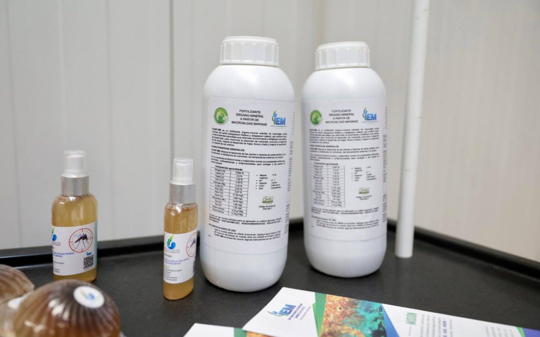 Convierten el sargazo en biofertilizantes