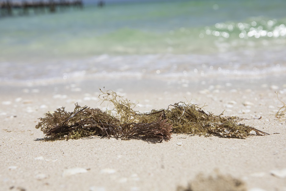 Será sede Yucatán del Foro de Innovación Tecnológica Aplicada al Sargazo
