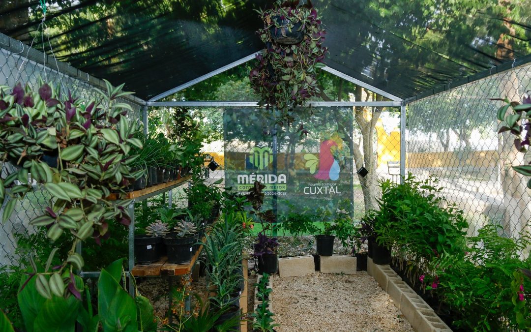 Alberga el Showroom de Anikabil más de 250 mil plantas