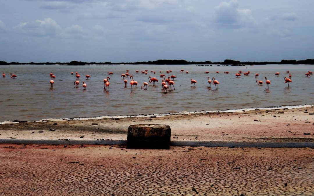Suman voces para enfrentar el cambio climático en Yucatán