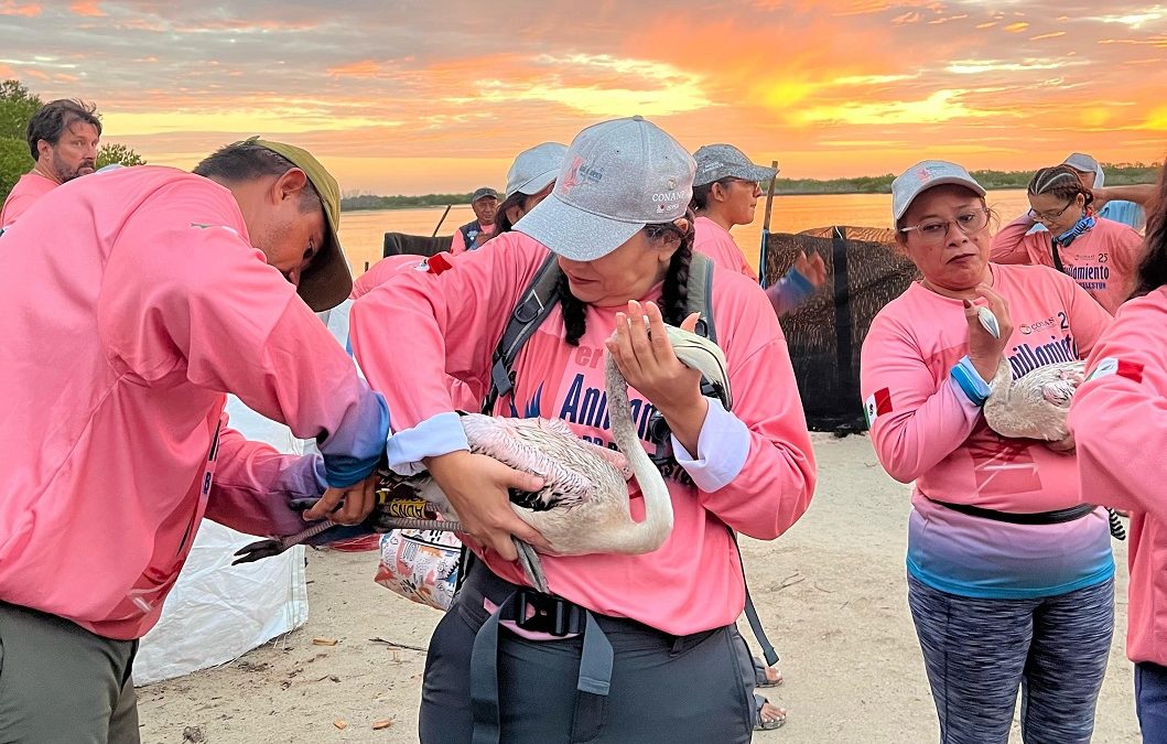Promueven la protección del flamenco del Caribe