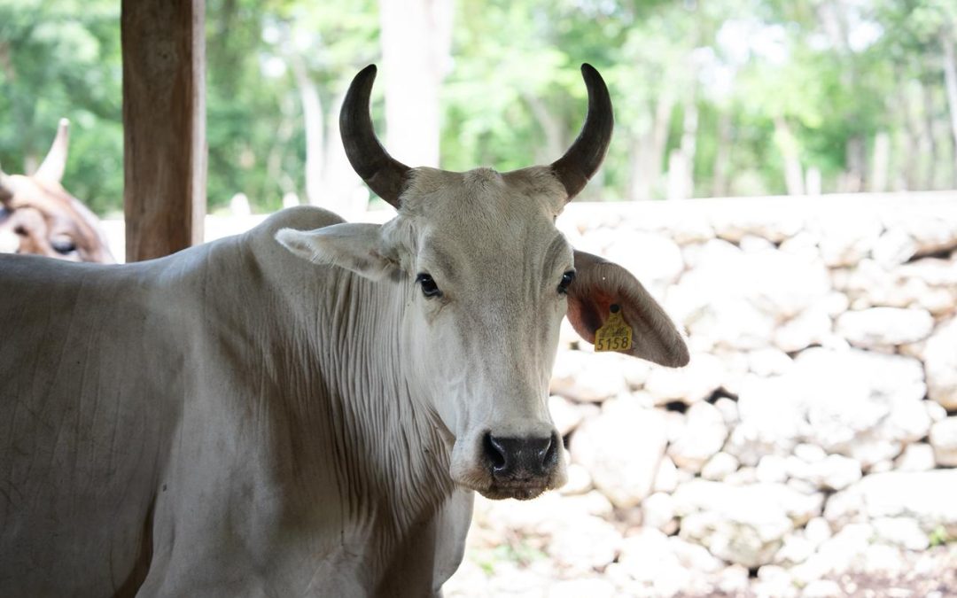 Atención gratuita para proteger el hato ganadero en Yucatán