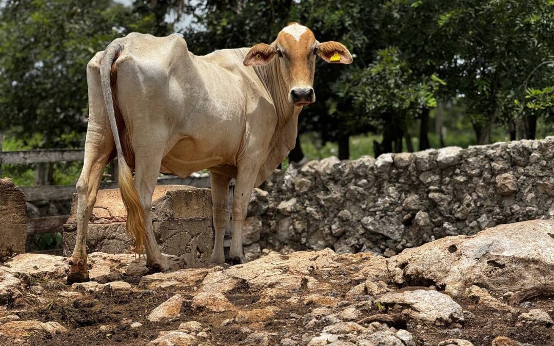 Existen 384 casos confirmados del gusano barrenador en Yucatán