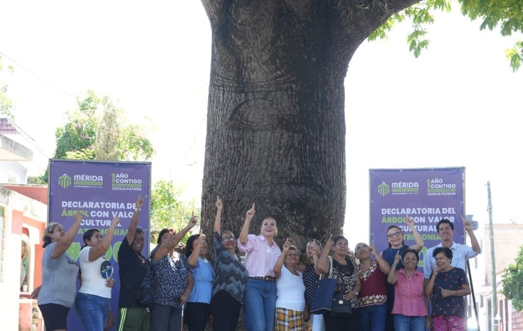 Cuenta ya Mérida con 100 árboles declarados con valor cultural y patrimonial
