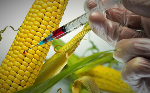 Insiste Alicia Bárcena: “los menonitas son un peligro para Yucatán”