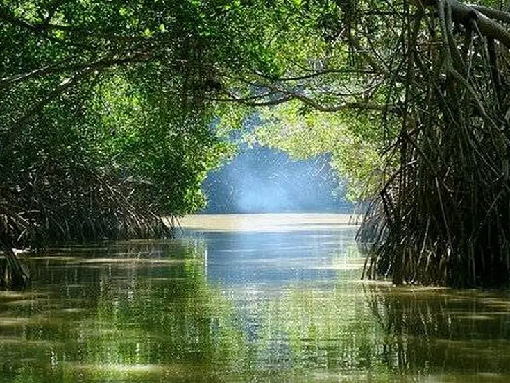 Espera Gobierno del Estado aprobación para recuperar manglares