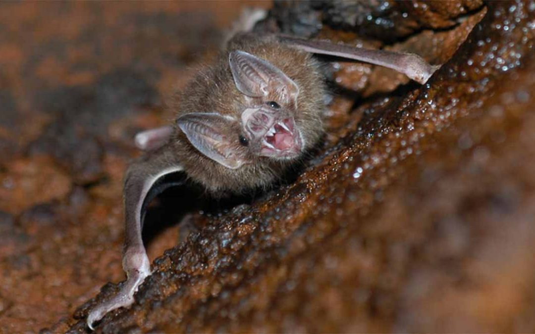 Refuerzan estrategia para manejo responsable de murciélagos hematófagos