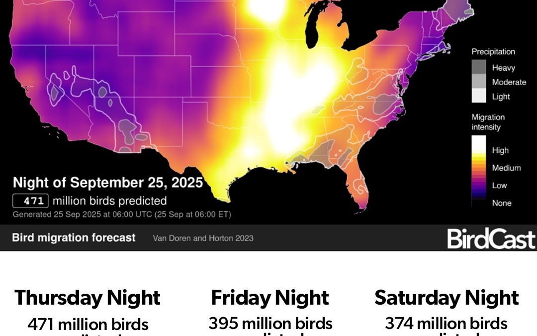 Desde Norteamérica hasta Yucatán: la impresionante migración de aves