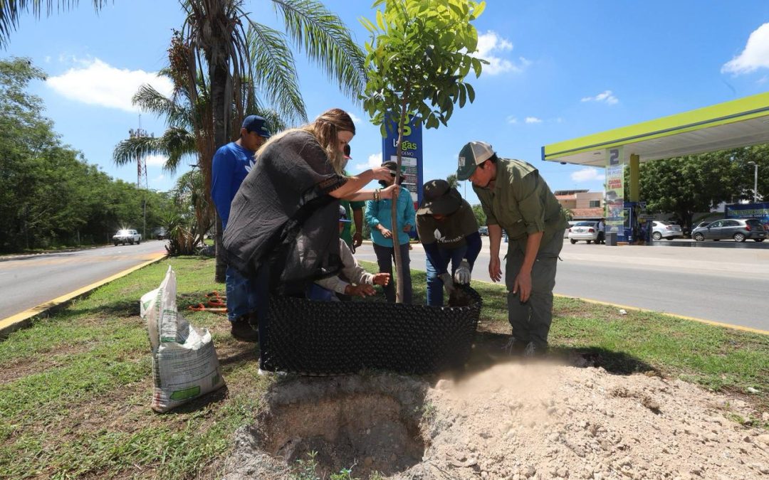 Árboles fuertes y una Mérida más verde