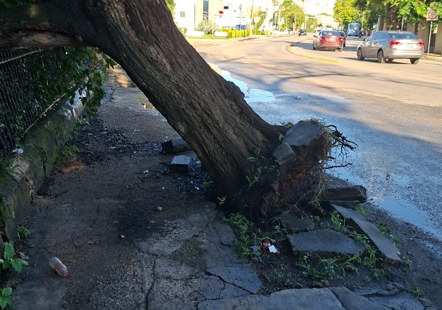 Retira árbol de Avenida Pérez Ponce Ayuntamiento de Mérida