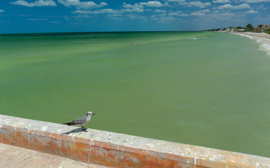 Se convierte Telchac Puerto en el quinto santuario marítimo de Yucatán donde no se podrá pescar