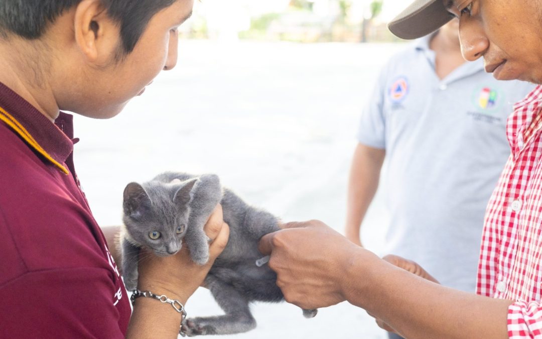 Arranca en Tizimín Segunda Jornada de Vacunación Antirrábica